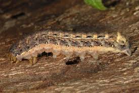 Attēlu rezultāti vaicājumam “Noctua pronuba”