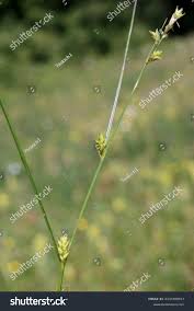 Attēlu rezultāti vaicājumam “Carex remota”