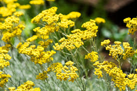 Image result for Helichrysum lindleyii