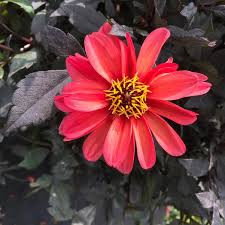 Image result for Dahlia `Red Skin`
