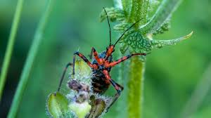 Attēlu rezultāti vaicājumam “Rhynocoris annulatus nymph”