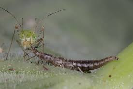 Attēlu rezultāti vaicājumam “Hemerobiidae”