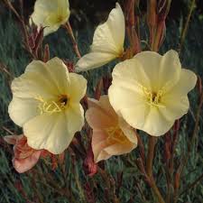 Image result for Oenothera odorata