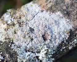 Attēlu rezultāti vaicājumam “Lecanora carpinea”