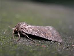 Attēlu rezultāti vaicājumam “Caradrina morpheus”