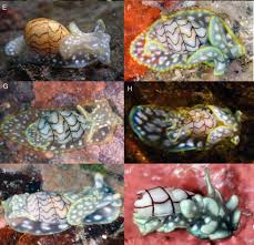 Attēlu rezultāti vaicājumam “Mucronella subtilis”