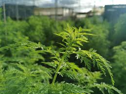 Image result for Artemisia annua