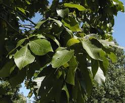 Attēlu rezultāti vaicājumam “Carya ovata leaf”