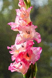 Attēlu rezultāti vaicājumam “Gladiolus imbricatus”