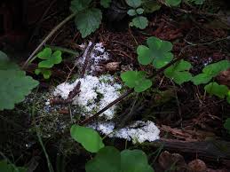 Attēlu rezultāti vaicājumam “Lycogala sphaeroconicum young”