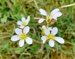 Attēlu rezultāti vaicājumam “Saxifraga granulata leaf”