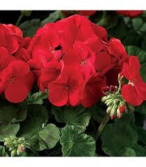 Attēlu rezultāti vaicājumam “Geranium bohemicum bud”