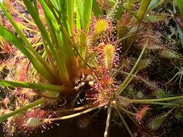 Attēlu rezultāti vaicājumam “Drosera intermedia”