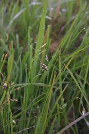 Attēlu rezultāti vaicājumam “Carex capillaris”
