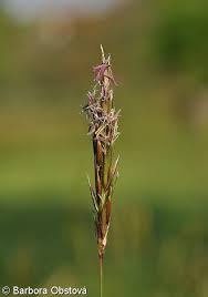 Attēlu rezultāti vaicājumam “Anthoxanthum odoratum”