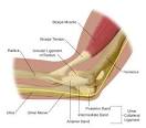 Shoulder &amp; Elbow Anatomy - Stanford Sports Medicine - Stanford ...