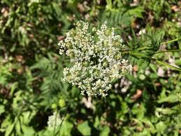 Image result for Chaerophyllum aureum