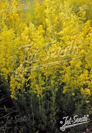 Attēlu rezultāti vaicājumam “Galium verum flower”