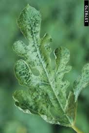 Attēlu rezultāti vaicājumam “Citrullus lanatus leaf”