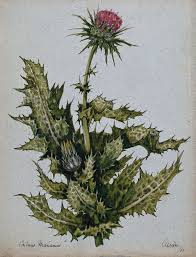 Image result for Silybum marianum