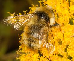 Attēlu rezultāti vaicājumam “Sylvicola sp.”