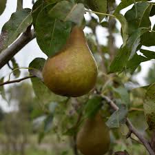 Attēlu rezultāti vaicājumam “Pyrus communis fruit”