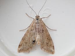 Attēlu rezultāti vaicājumam “Cataclysta lemnata”