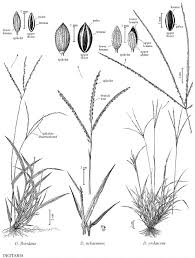 Attēlu rezultāti vaicājumam “Digitaria ischaemum”
