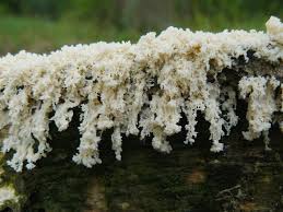 Attēlu rezultāti vaicājumam “Fuligo septica var. candida”