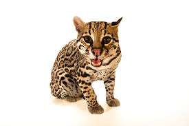 Image result for оцелот