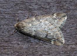 Attēlu rezultāti vaicājumam “Alsophila aescularia”