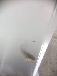 Image result for Microgadus tomcod