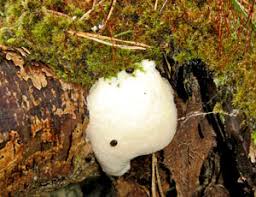 Attēlu rezultāti vaicājumam “Anisotoma humeralis”