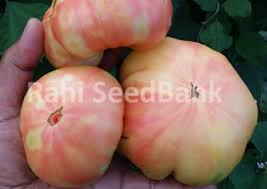 Afbeeldingsresultaat voor northern lights tomato