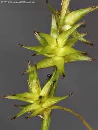 Attēlu rezultāti vaicājumam “Carex echinata”