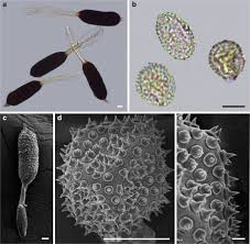 Attēlu rezultāti vaicājumam “Phragmidium sp.”
