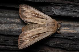 Attēlu rezultāti vaicājumam “Leucania comma”