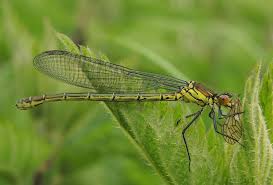 Attēlu rezultāti vaicājumam “Erythromma najas”