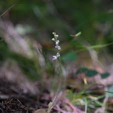 Attēlu rezultāti vaicājumam “Goodyera repens bud”