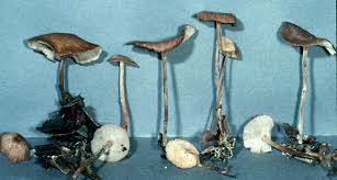 Attēlu rezultāti vaicājumam “Collybia sp.”