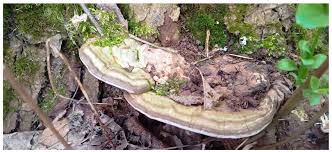 Attēlu rezultāti vaicājumam “Ganoderma applanatum”