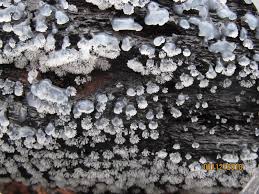 Attēlu rezultāti vaicājumam “Cribraria cancellata var. fusca spores”