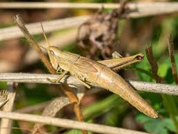 Attēlu rezultāti vaicājumam “Chrysochraon dispar”