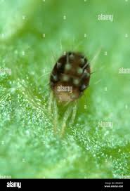 Attēlu rezultāti vaicājumam “Panonychus”