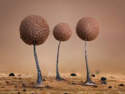 Attēlu rezultāti vaicājumam “Comatricha tenerrima spores”