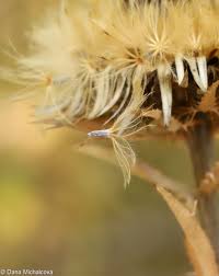 Attēlu rezultāti vaicājumam “Carlina biebersteinii flower”