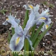 Attēlu rezultāti vaicājumam “Iris rosenbachiana”