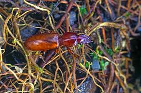 Attēlu rezultāti vaicājumam “Clivina fossor”