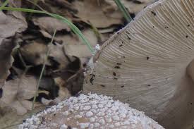 Attēlu rezultāti vaicājumam “Badhamiopsis scripta macro”