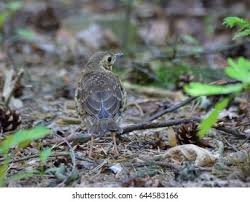 Attēlu rezultāti vaicājumam “Turdus philomelos juvenile”